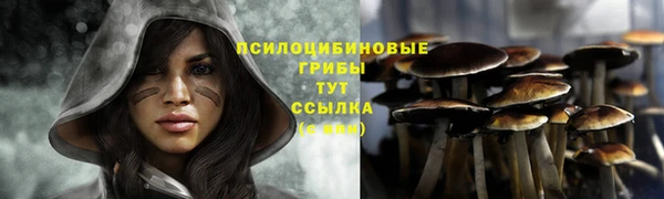 шишки Арсеньев